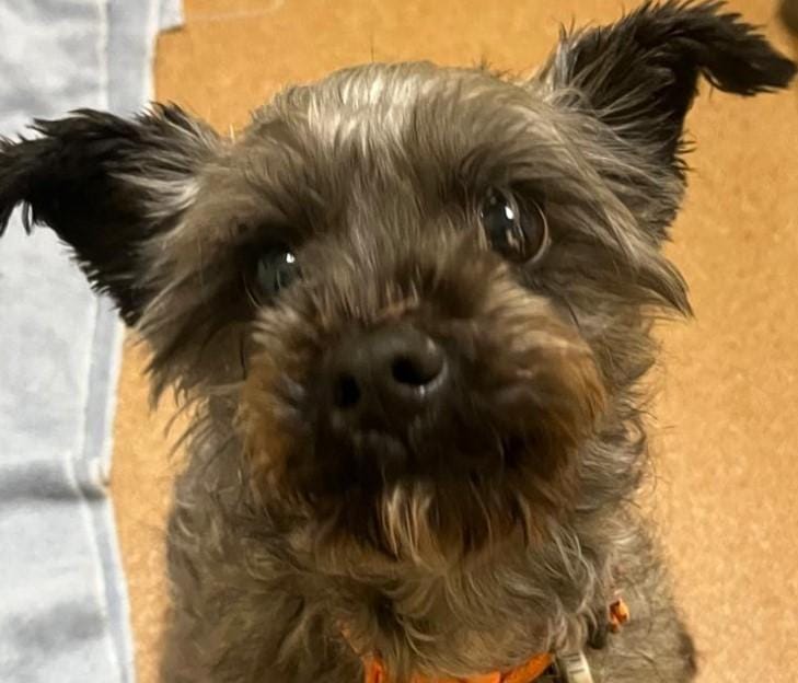 Adopt Roland Today - Pets TheCountyOffice