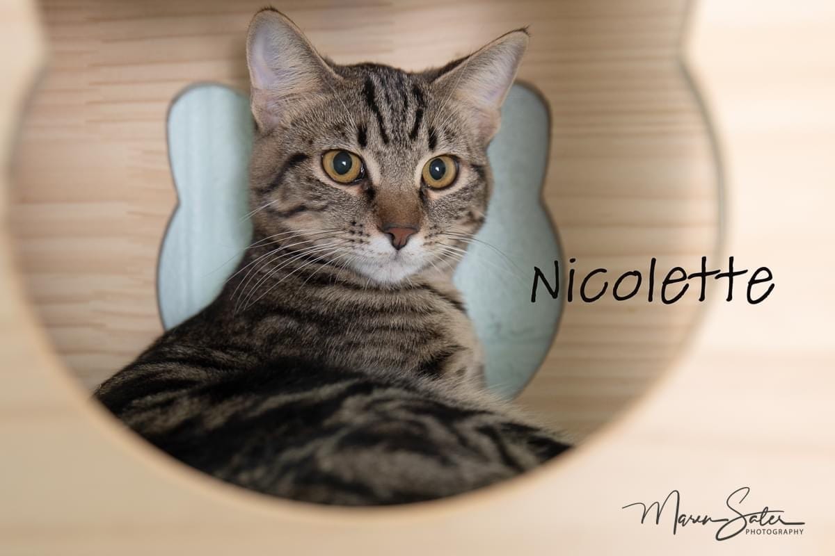 Nicolette