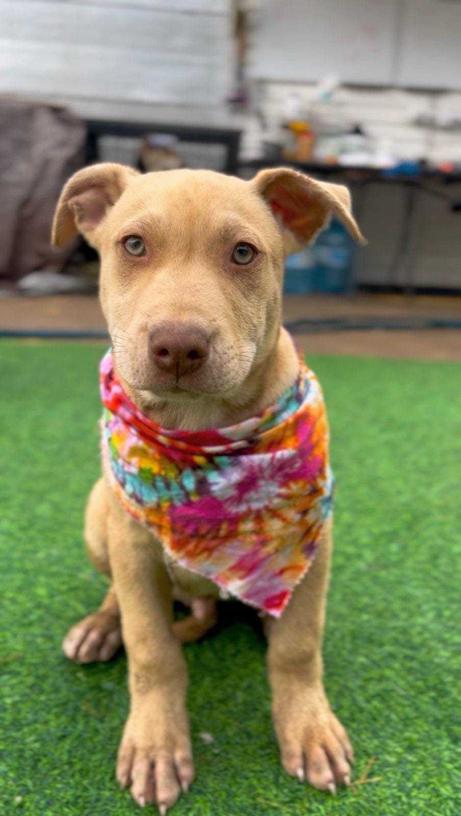 Adopt Petey Today Find Paw Pal adopt-petey-today-find-paw-pal