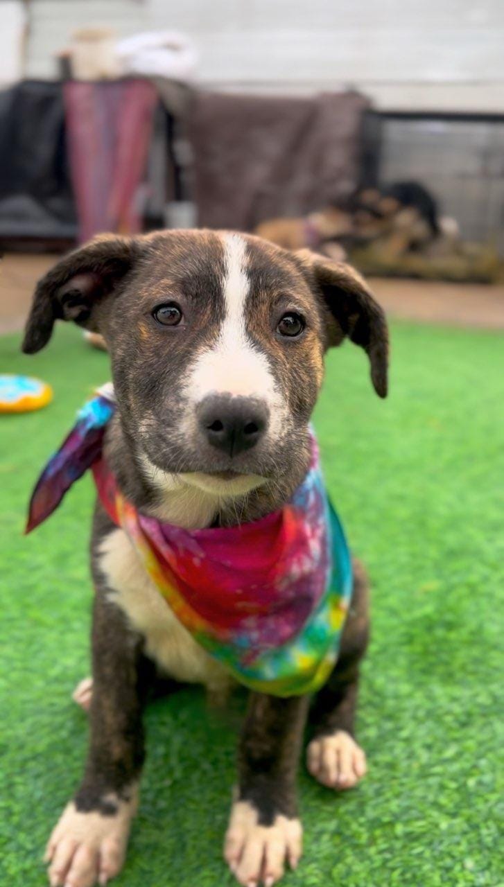 Adopt Petey Today Find Paw Pal adopt-petey-today-find-paw-pal