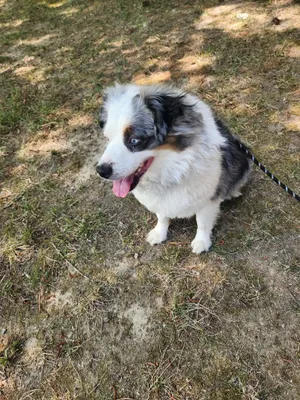Milo