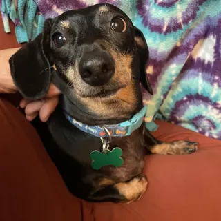 Polly