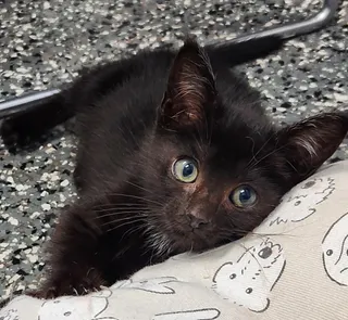 Maurice