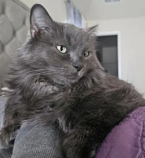 Moxie