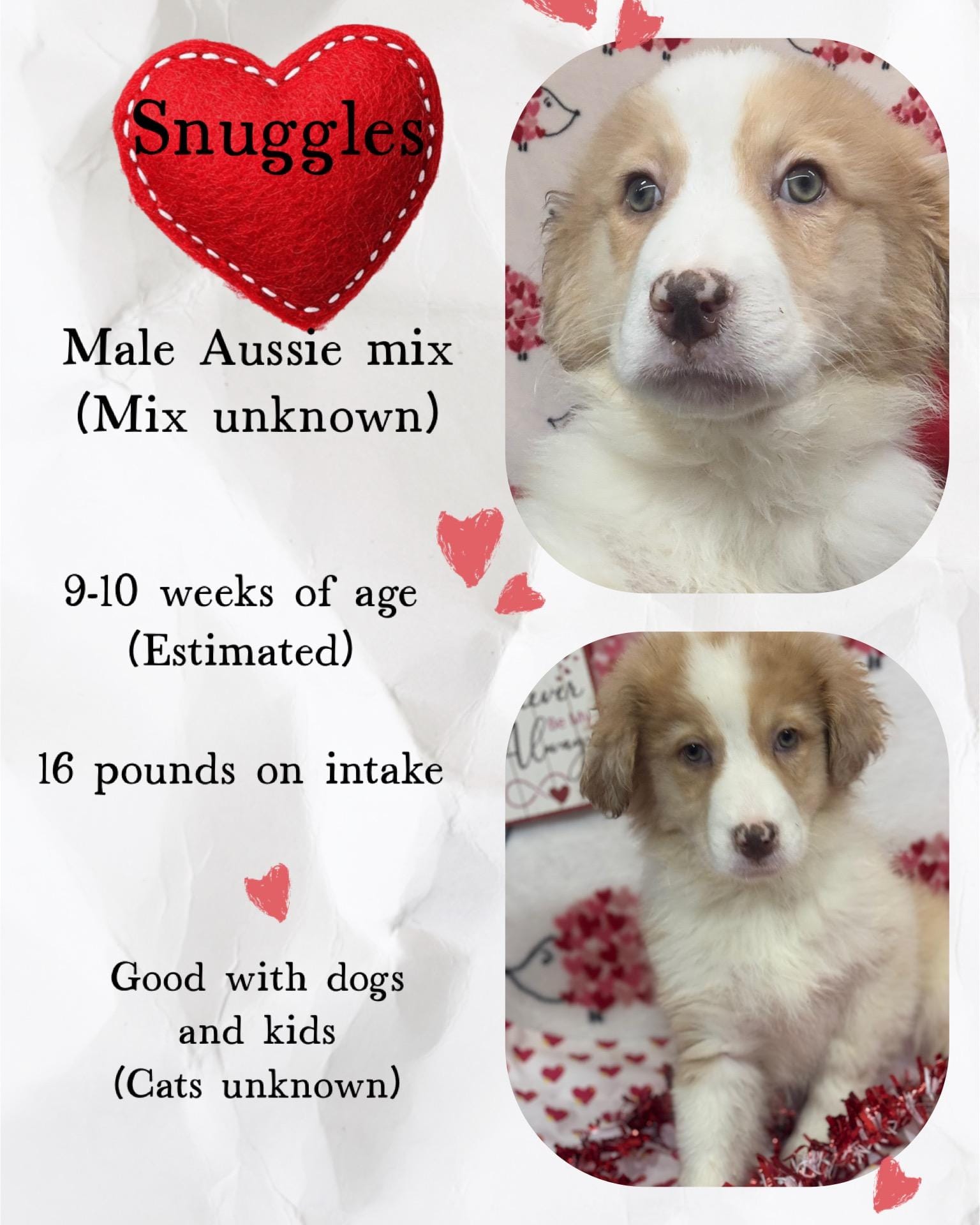 Adopt Snuggles Today Pets TheCountyOffice