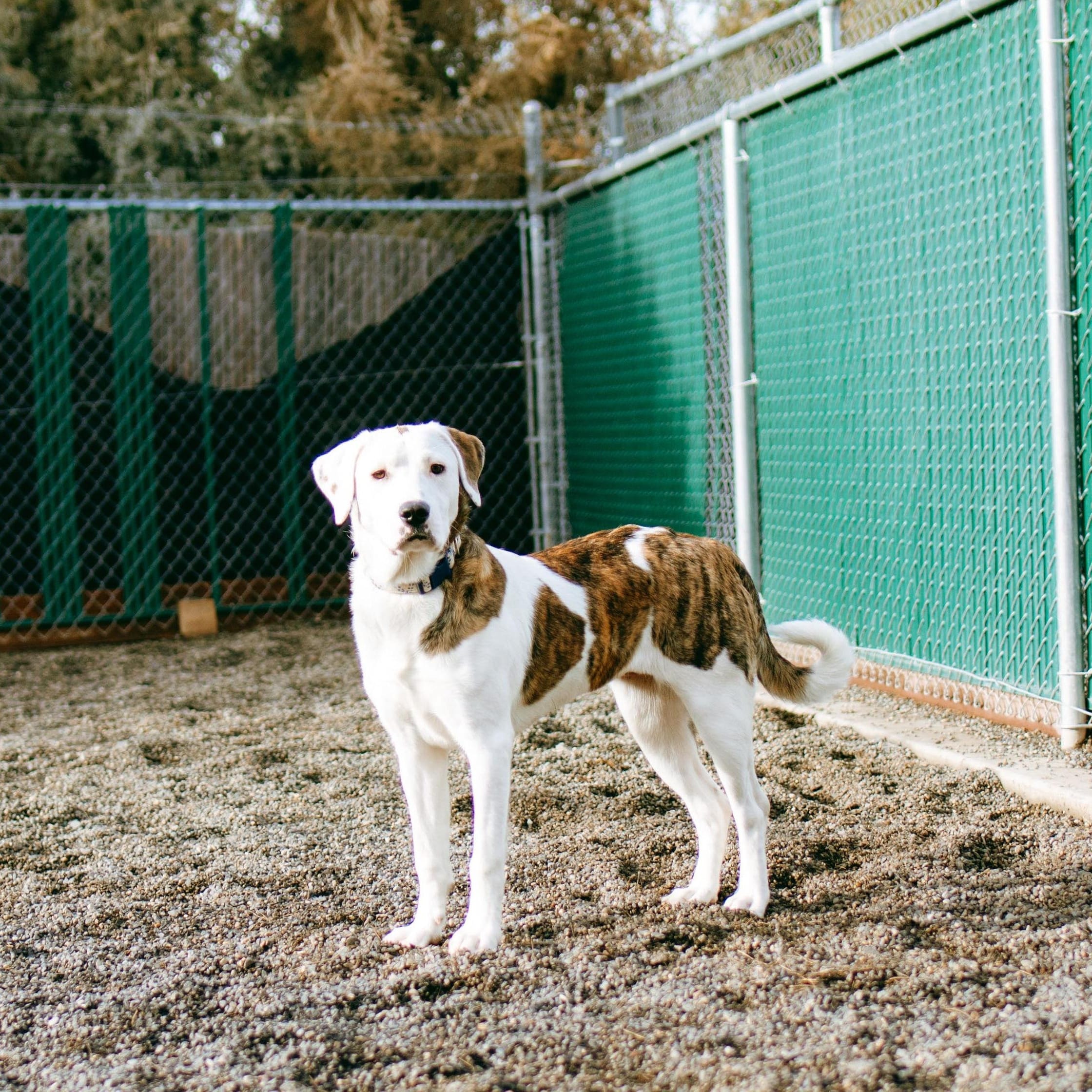 Adopt Boo Today - Pets TheCountyOffice