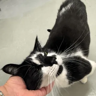 Figaro