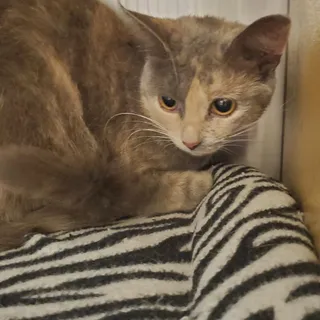 Tami