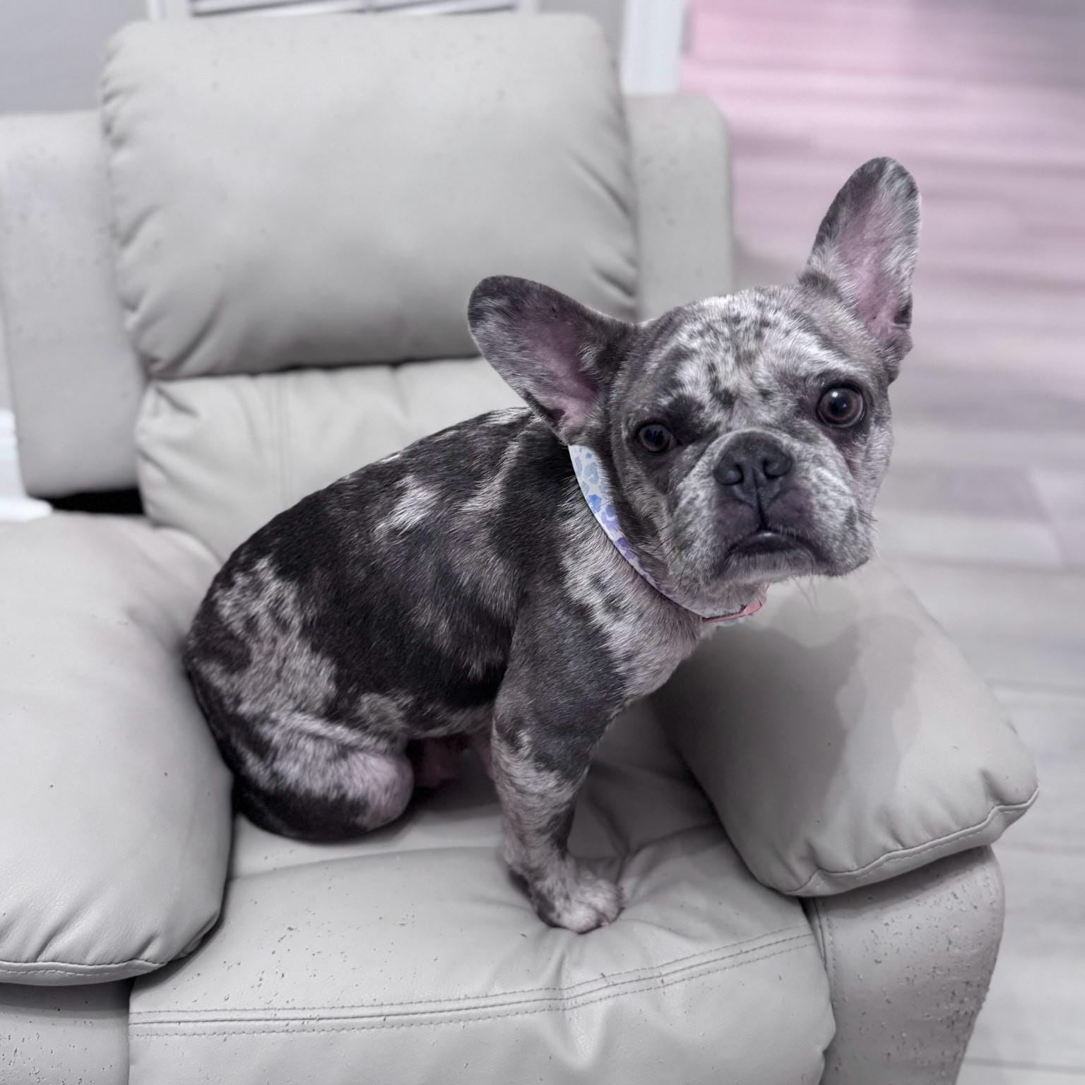 WHAT IS A BENEFACTOR DOG visual data 7