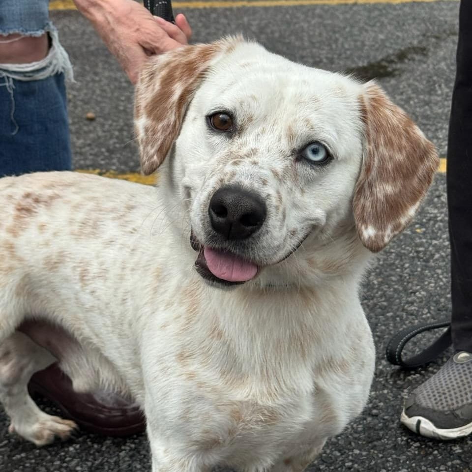 adopt-jordan-today-find-paw-pal