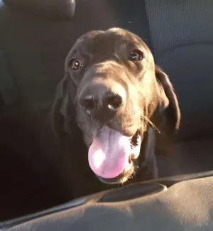 Hound