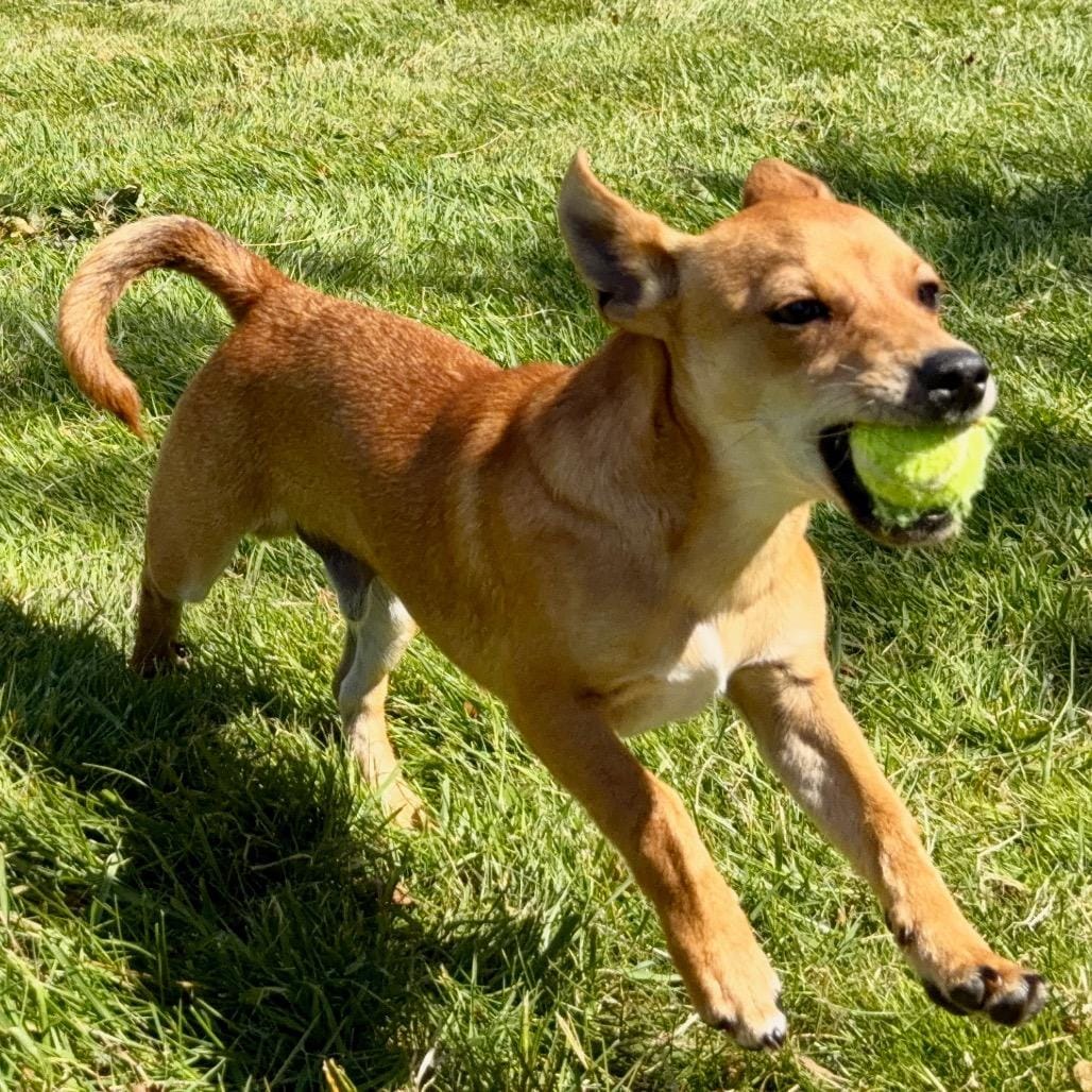 phineas