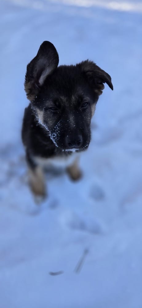Breta