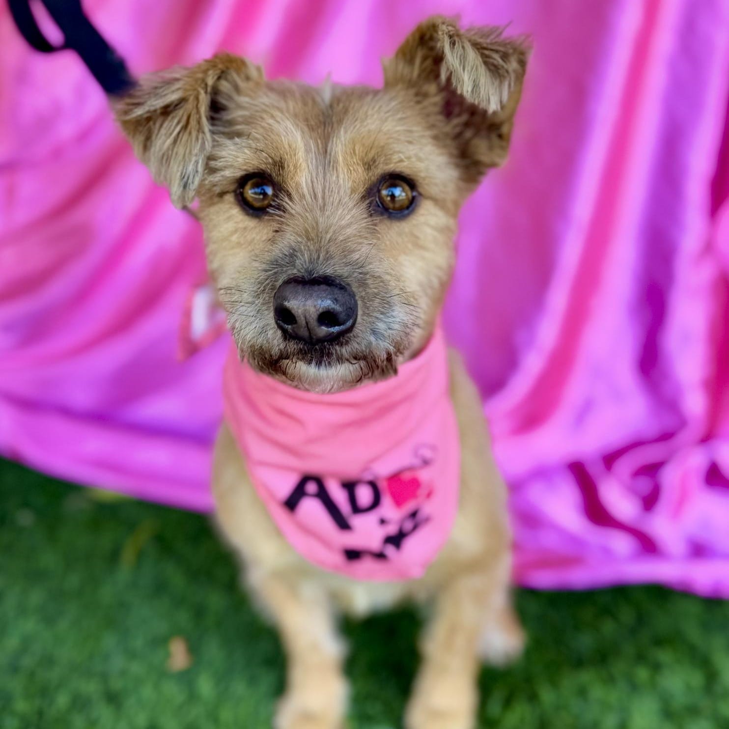 Adopt OLIVE Today Find Paw Pal adopt-olive-today-find-paw-pal