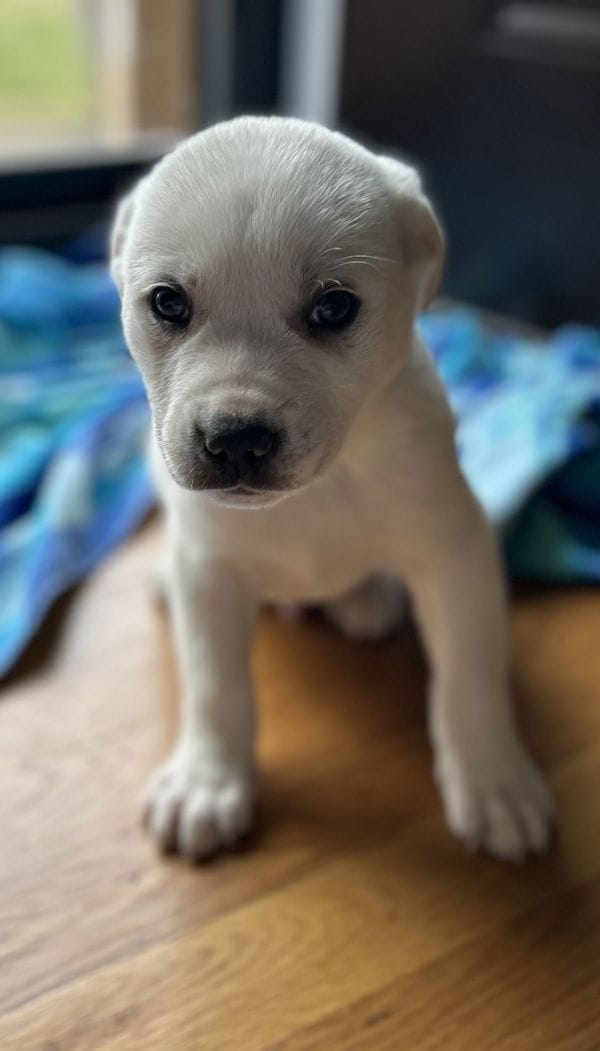 Nella
