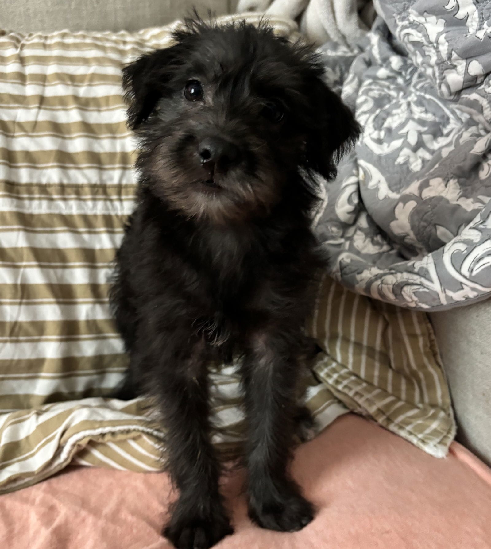 Adopt String: Mandolin Today - Find Paw Pal