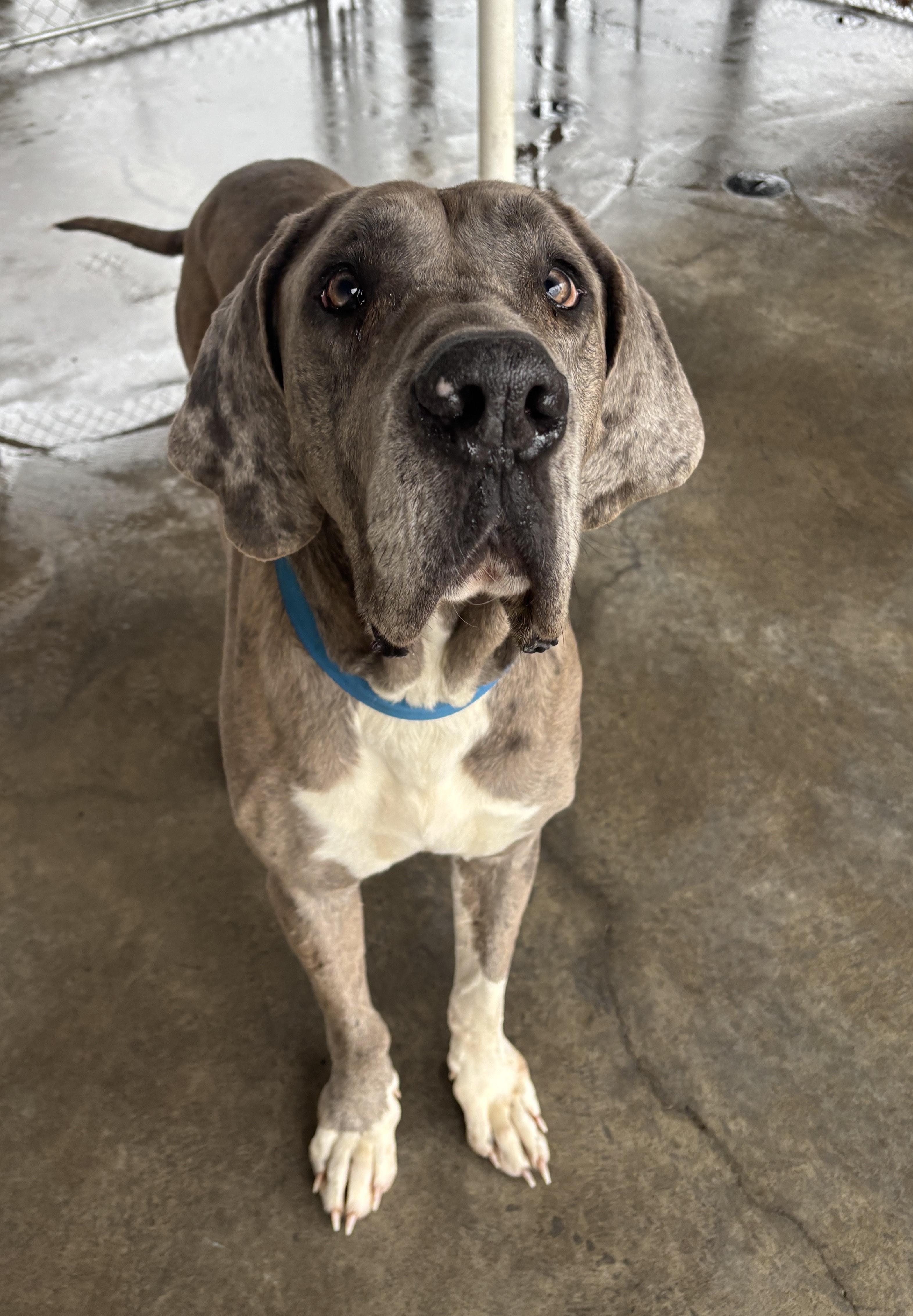 Adopt Bubba Today - Find Paw Pal