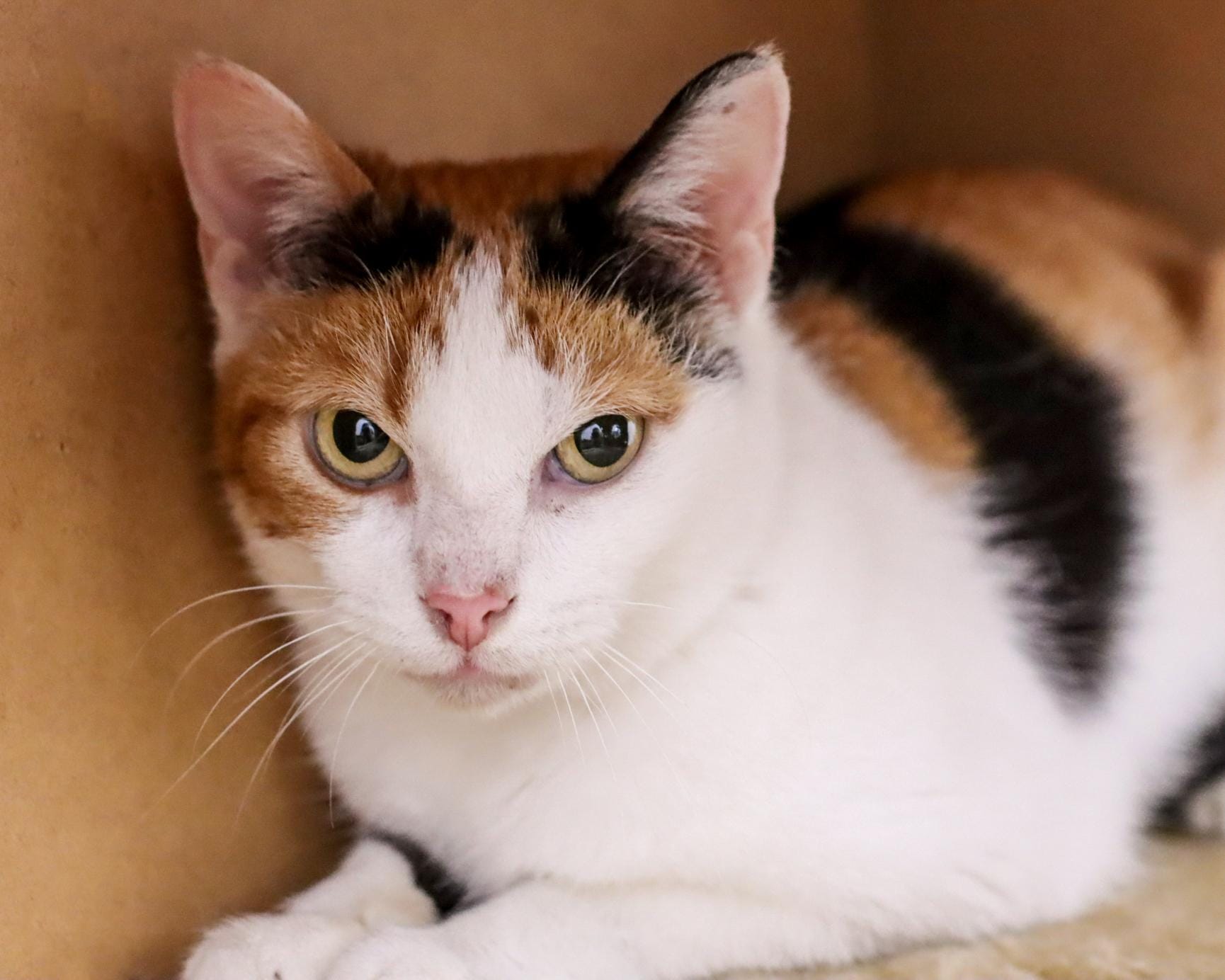 One Stop Destination For Pet Adoption Find Paw Pal one-stop-destination-for-pet-adoption-find-paw-pal