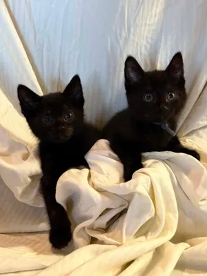 Soot and Jasper
