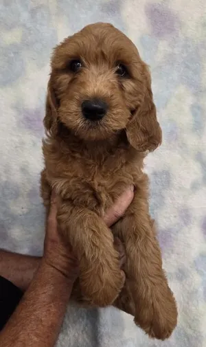 Simba