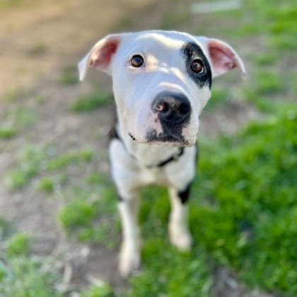 Adopt Eliza Schuyler Today - Pets TheCountyOffice