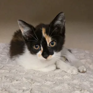 Sofia