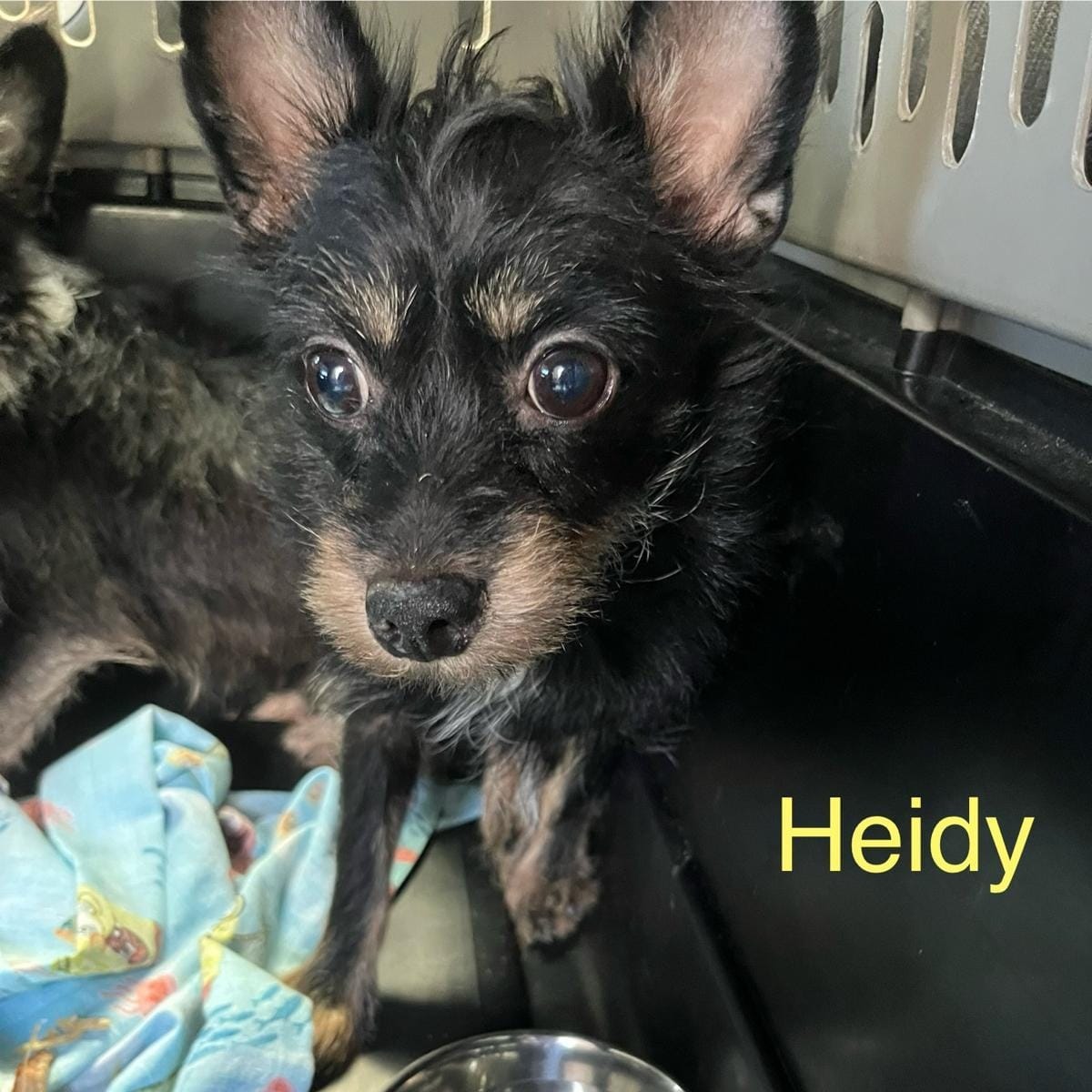 Heidy