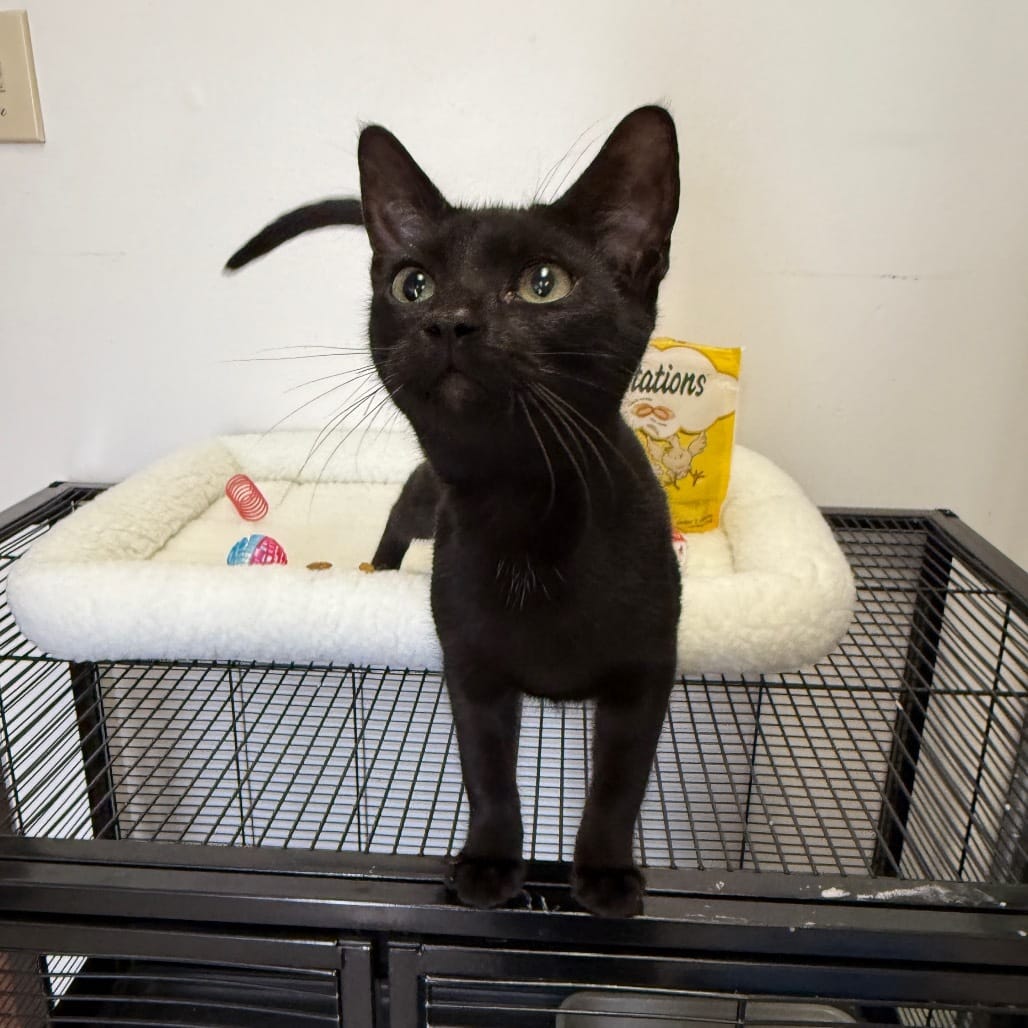 Adopt Snuggle Bug Today Find Paw Pal