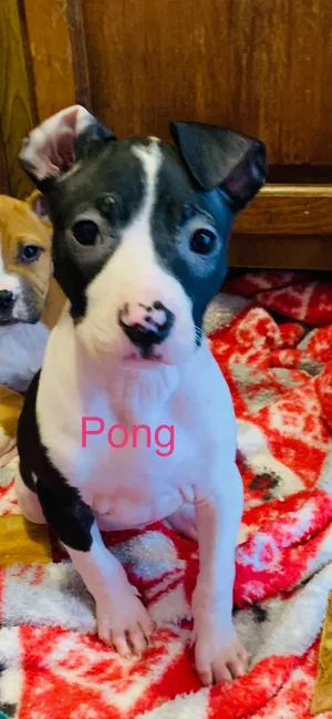 Pong