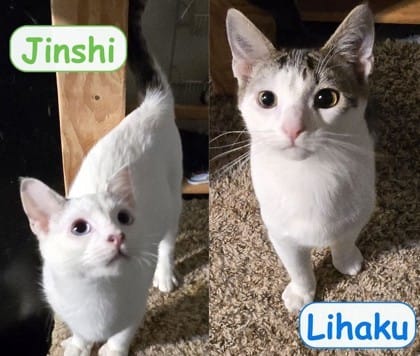 Jinshi