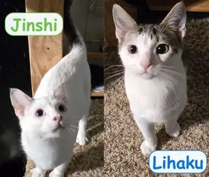 Jinshi