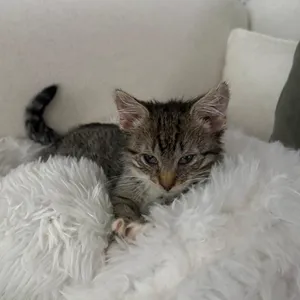 Pawly