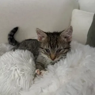 Pawly