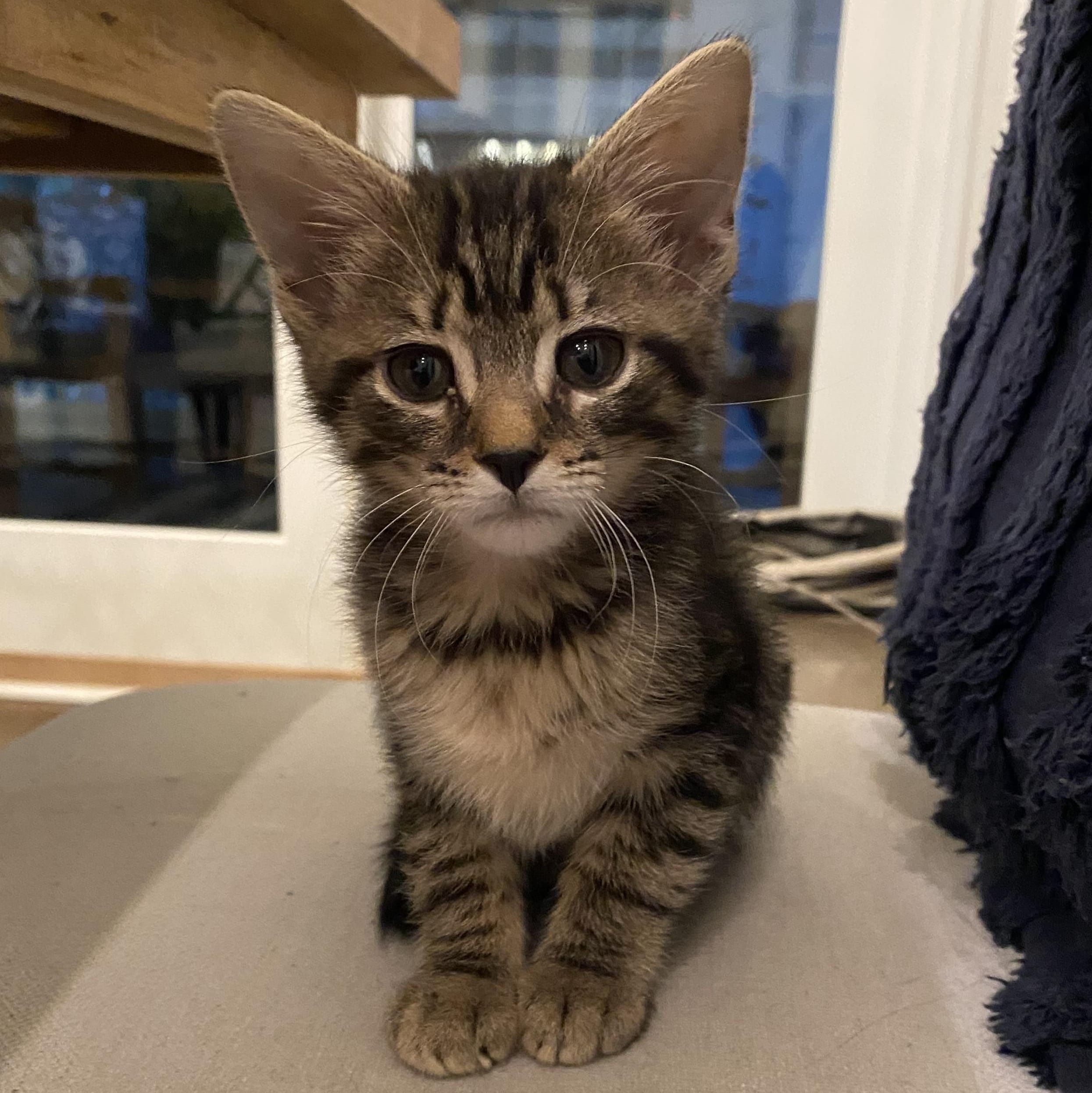 Maverick