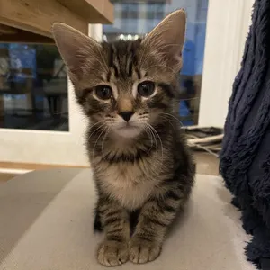 Maverick