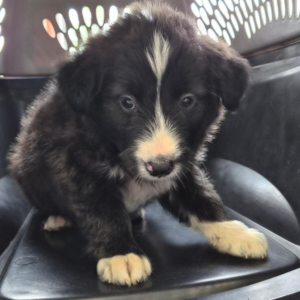 Floof