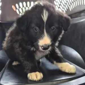 Floof