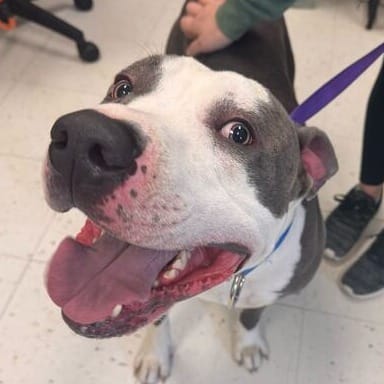 Adopt Fruit Roll Up Today - Find Paw Pal