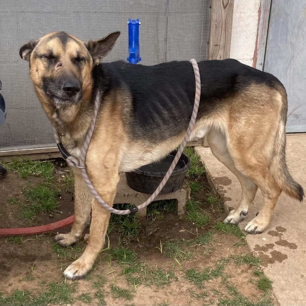 Adopt Roland Today - Pets TheCountyOffice