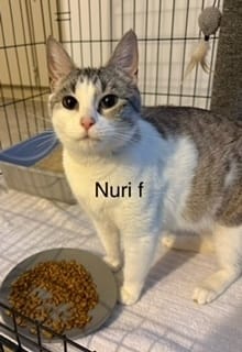 Nuri