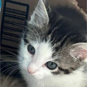 Mesa
