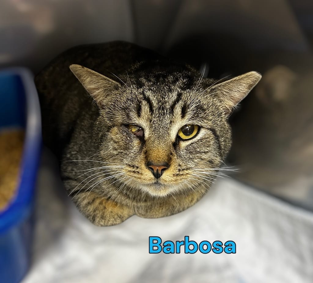 Barbosa