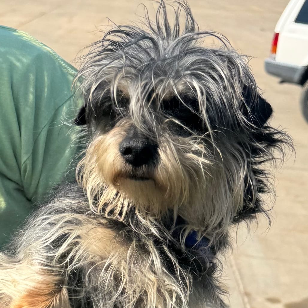 Adopt Minnie Mouse Today - Pets TheCountyOffice