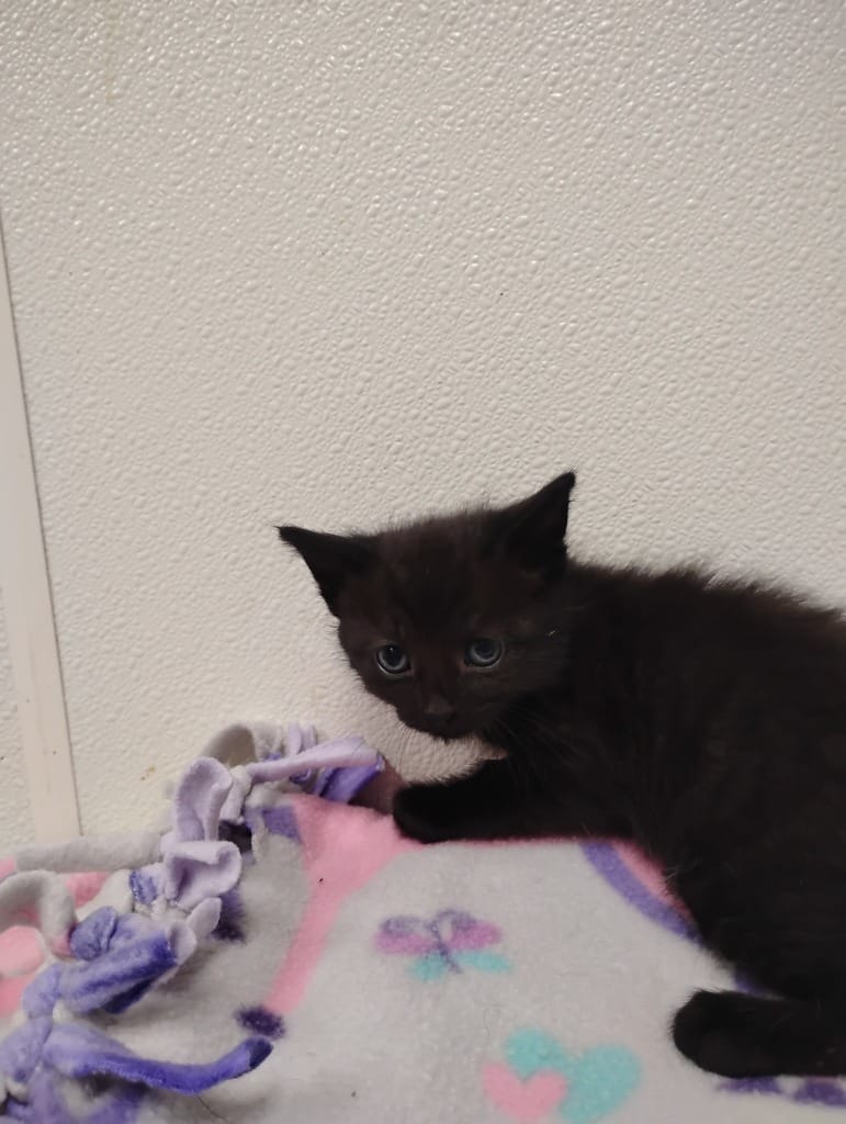 La Toya