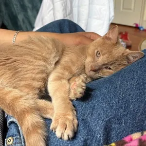 Scritch