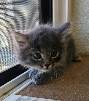 Corral kitten 5