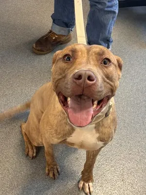 Roscoe