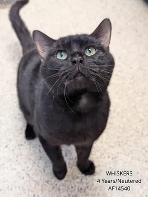 Whiskers