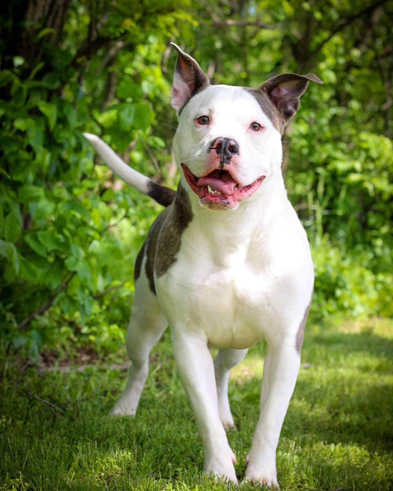 Adopt Hugo Boss Today - Pets TheCountyOffice