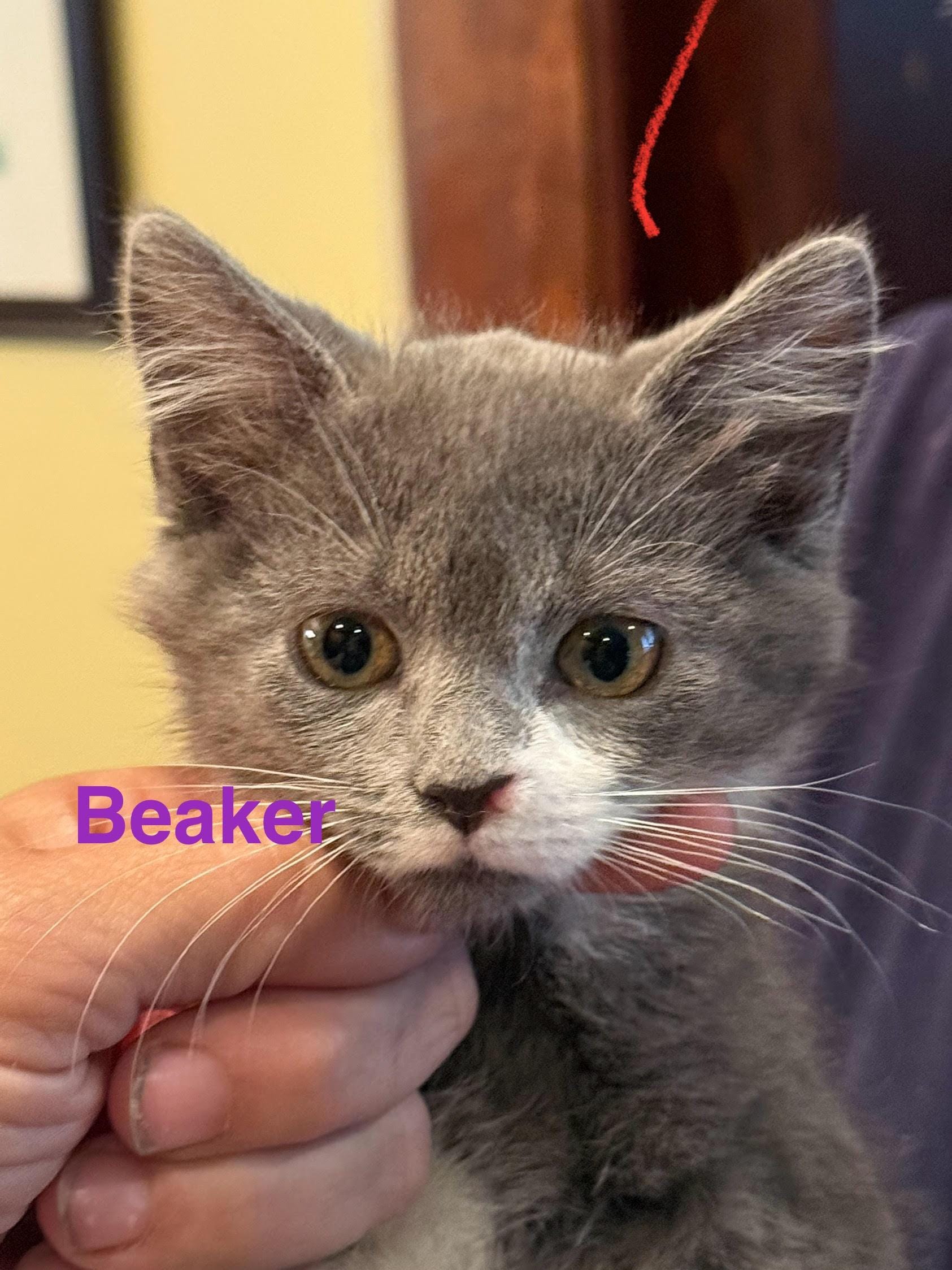 Adopt Beaker (FCID# 06/04/2025 - 75 West Chester PS) DC Today - Find ...